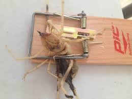 Try to catch it with a jug and then take it outside. When You Are In A Country Where Mouse Trap Is Used To Catch A Spider Oc Imgur