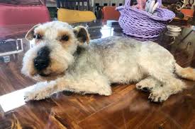 Check spelling or type a new query. Pet Taxidermy Pet Preservation Freeze Dried Taxidermy In Illinois