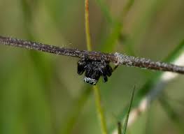 Image result for Scleria arcuata