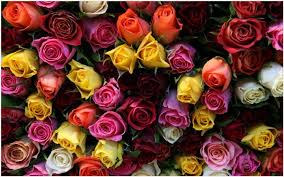 Such as in our collection of pictures of beautiful bouquets! All Colour Roses Hd 1024x640 Wallpaper Teahub Io
