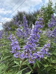Image result for Vitex strickeri