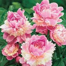 Pin On Flower Inspiration