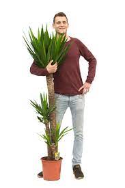 Plantsome Awesome Houseplants