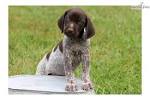 German Shorthaired Pointer Newborn Puppies