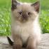 Available Himalayan Kittens For Sale & Cats For Adoption