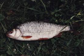 Epingle Sur Peche Mania