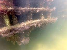 Building a dock to a lake can be an attractive additional as well as a functional one. Want To Make An Ecological Difference Right At Your Own Dock Mini Reefs A Small But Important Step For Cleaner Water Boca Beacon