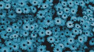 Search your top hd images for your phone, desktop or website. Blue Flower Aesthetic Desktop Wallpapers On Wallpaperdog