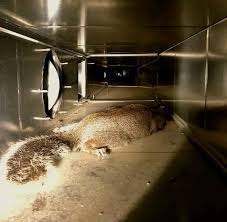 You grew up in Seale AL if......