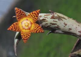 Image result for Orbea schweinfurthii