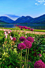 We are city of flowers and we are a real local florist in mountain view, ca. Flowers Mountains Landscape Nature Scenic Blossom Field Of Flowers Blooming Natural Rural Pxfuel