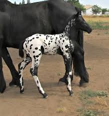 Cute foal with beautiful markings 😍