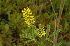 Image result for Melilotus indicus