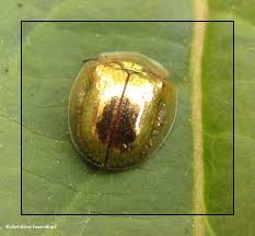 Check spelling or type a new query. Golden Tortoise Beetle Charidotella Sexpunctata Photo Larose Forest Photos Photos At Pbase Com