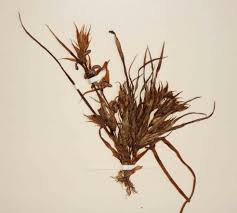 Image result for Fuirena leptostachya