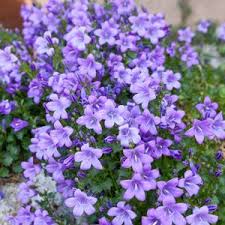 Campanula Birch Hybrid Garden Express In 2020 Garden Express Campanula Flowers Campanula