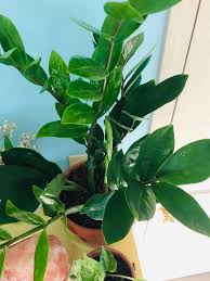 If you don't water it, the plant may go dormant and drop its leaflets. Lily S Indoor Jungle Zz Plant Care