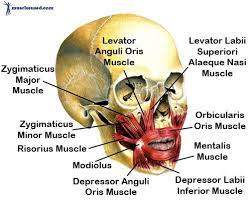 Muscles Of Facial Expression Neck Muscle Anatomy Major Muscles
