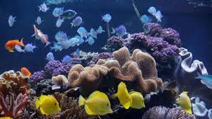 Find many great new & used options and get the best deals for mein erstes aquarium zu hause, brand new, free shipping in the us at the best online prices at ebay! Ljlsia90sncegm