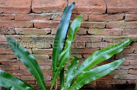 Image result for Elaphoglossum kivuense