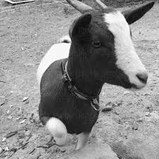 A Black And White Image Of A Young Baby Goat In San Gimignano, Italy.