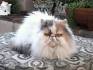 Persian Cat Breed Information, Pictures, Characteristics ...