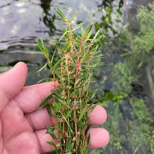 Image result for Rotala filiformis