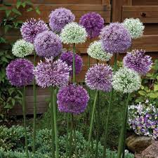Plant allium bulbs once the trees start losing their leaves. Giant Allium Mix Flowers And Bulbs Veseys