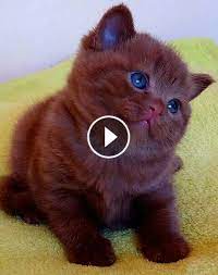 Video Funny Cats And Kittens Meowing Compilation 6i3d1rtm40 Baby Cats Cute Baby Cats Cute Animals