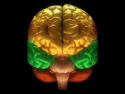 Maybe you would like to learn more about one of these? Interactive Brain Anatomy Marian Koshland Science Museum