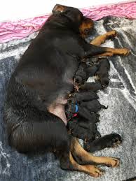 The coat color is black/tan, black/rust, black/dark rust, black/mahogany and can also come in red/tan, blue/tan or black; Daisy S Puppies D Bolles Rottweilers