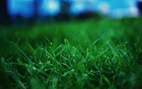 Grass Windows 10 Theme Themepack Me See more ideas about grass, grass wallpaper, wallpaper.