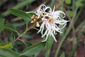 Image result for Trichocladus