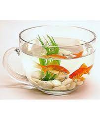 Bowled Over Fancy Fish Bowls That Will Make Your Goldfish Feel Like A Living Work Of Art Gambar Hiasan Gambar Hiasan