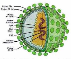 Image result for hiv menyerang sel t