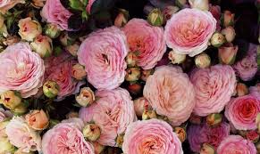 A red rose is an unmistakable expression of love. The Language Of Flowers Blog In2english