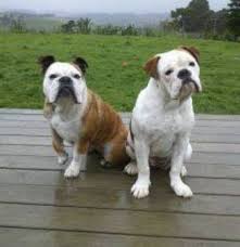 The goals and purposes of this breed standard include: Australian Bulldog Breed Information History Health Pictures And More