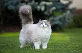 Meskipun namanya persia, namun sebenarnya kucing ini lebih. Pecinta Kucing Persia Wajib Baca Kucing Persia Kucing Ragdoll Kucing
