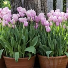 Ziergarten Die Besten Gartentipps Im Januar Ziergarten Garten Tulpen Garten