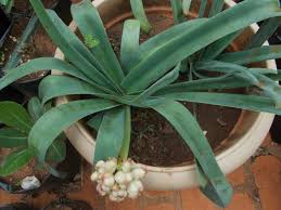 Image result for Ammocharis tinneana