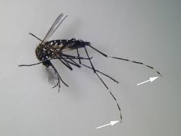 Mit 4/5 von reisenden bewertet. Steckbrief Tigermucke Landesagentur Fur Umwelt Und Klimaschutz Autonome Provinz Bozen Sudtirol