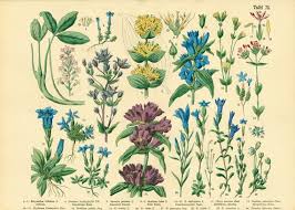 Image result for Gentianaceae
