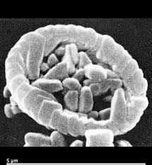 Image result for Xyris natalensis