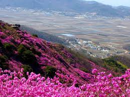 Goryeosan Azalea Festival In Ganghwa Island Korea Beautiful Nature Azalea Festival South Korea
