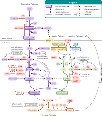 Image result for Complement Pathway