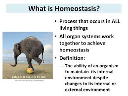 Homeostasis Refers To The Ability Of The Fox Run Equine Center Facebook