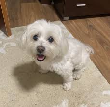 Good morning all furry friends owner Marley and I were out 4 our walk this  morning came across this