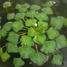 Image result for Trapa natans