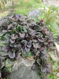 Image result for Ajuga