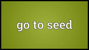 What does the 'go to seed' phrase mean? Go To Seed Meaning Youtube